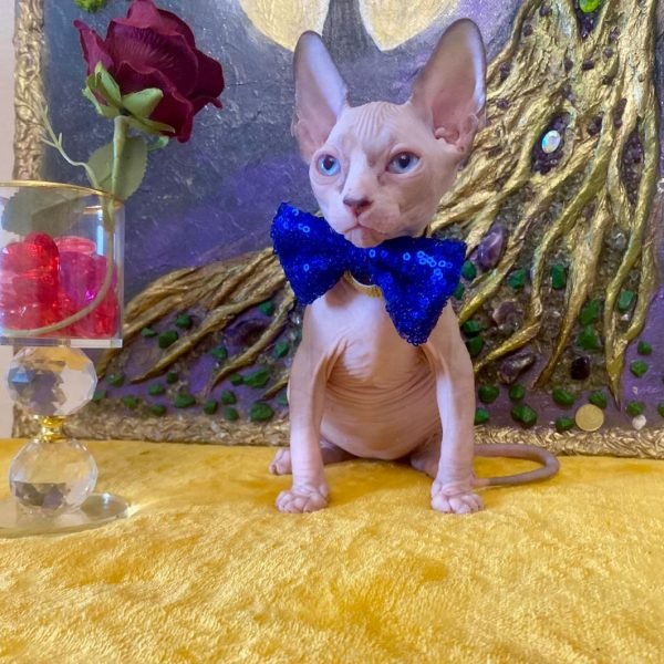 Male — Blue Eyed Standard Sphynx