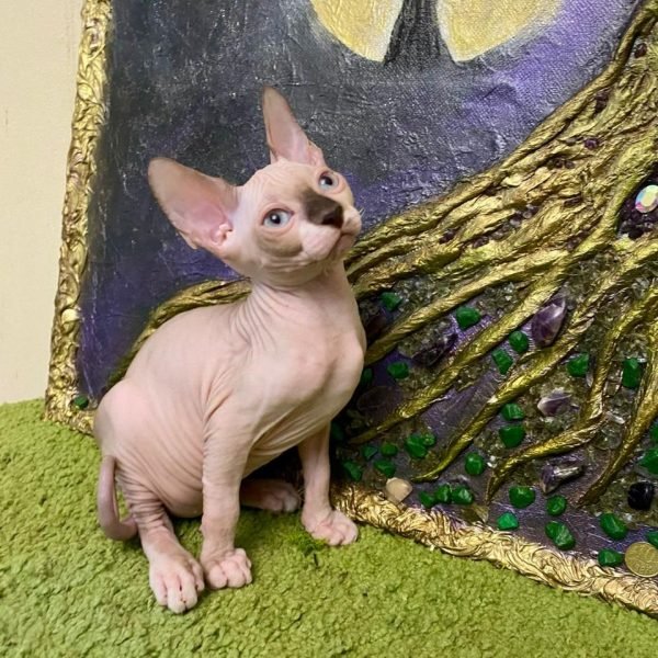 Female — Blue Eyed Standard Sphynx